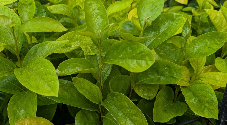 asian persimmon seedling